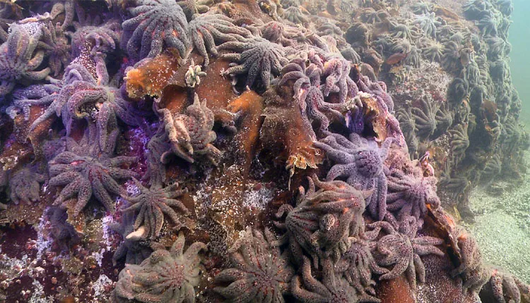 sunflower sea star coral island 1