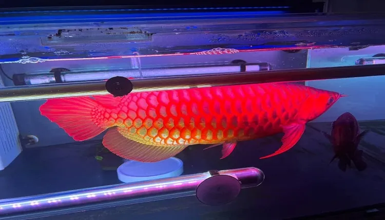 silver arowana coral island